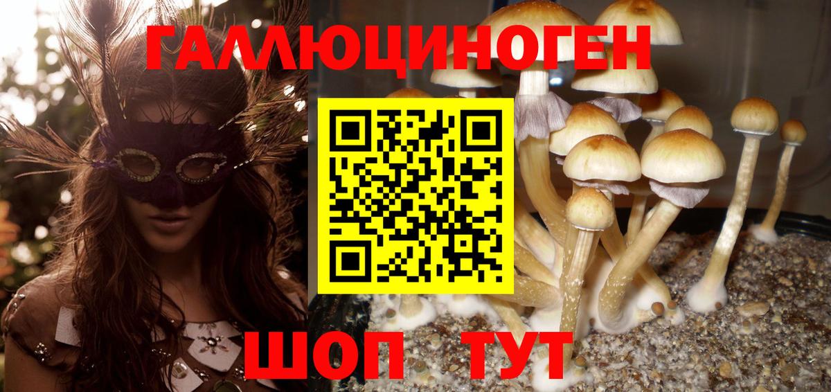 где найти   Галлюциногенные грибы MAGIC MUSHROOMS  Вход с VPN  Галлюциногенные грибы GOLDEN TEACHER  Тимашёвск 